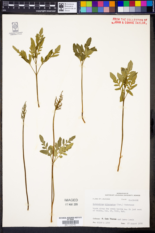 Sceptridium biternatum image