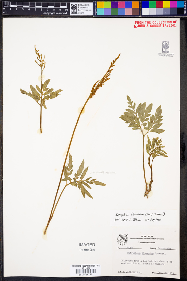 Botrychium biternatum image
