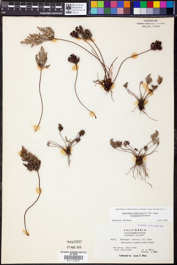 Notholaena californica subsp. leucophylla image