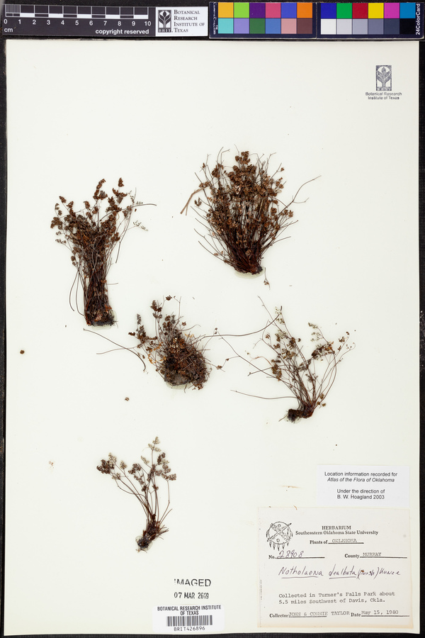 Notholaena dealbata image