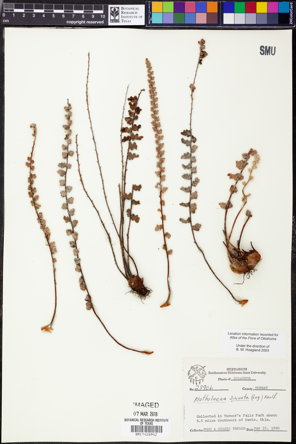 Astrolepis sinuata ssp. sinuata image
