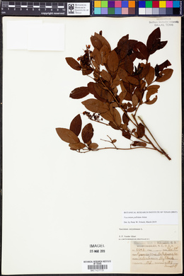 Vaccinium constablaei image