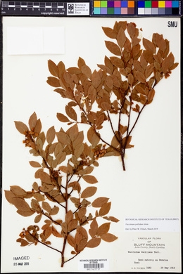 Vaccinium constablaei image