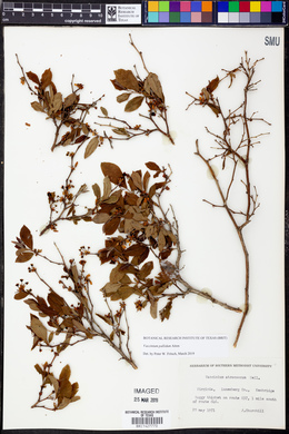 Vaccinium fuscatum image
