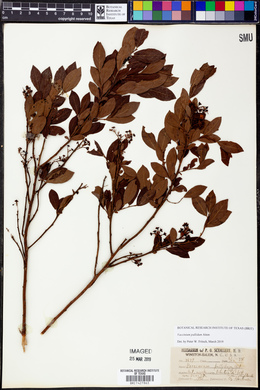 Vaccinium constablaei image