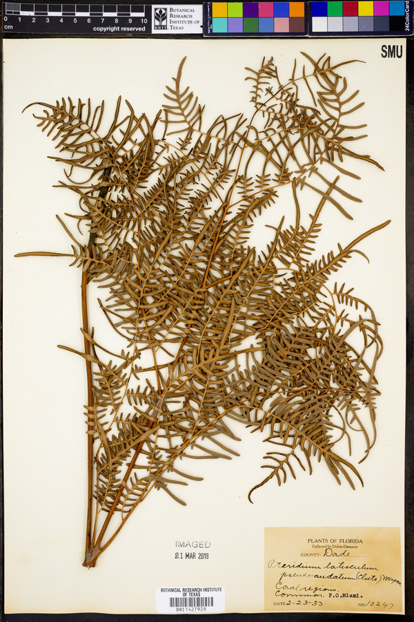 Pteridium latiusculum image