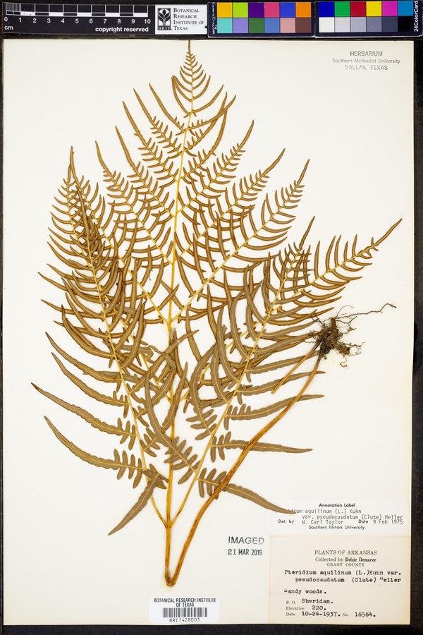 Pteridium aquilinum subsp. pseudocaudatum image