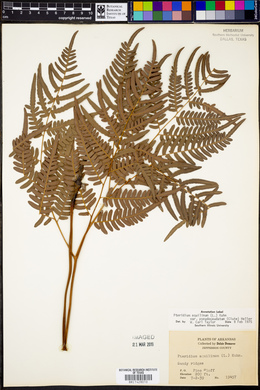 Pteridium aquilinum subsp. pseudocaudatum image