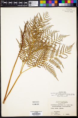 Pteridium latiusculum var. pseudocaudatum image