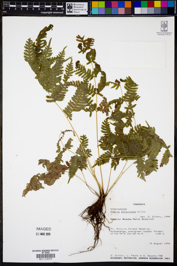 Pteris atrovirens image