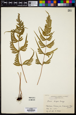 Pteris dispar image