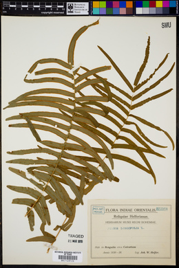 Pteris longifolia image