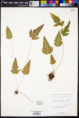 Tectaria lobata image
