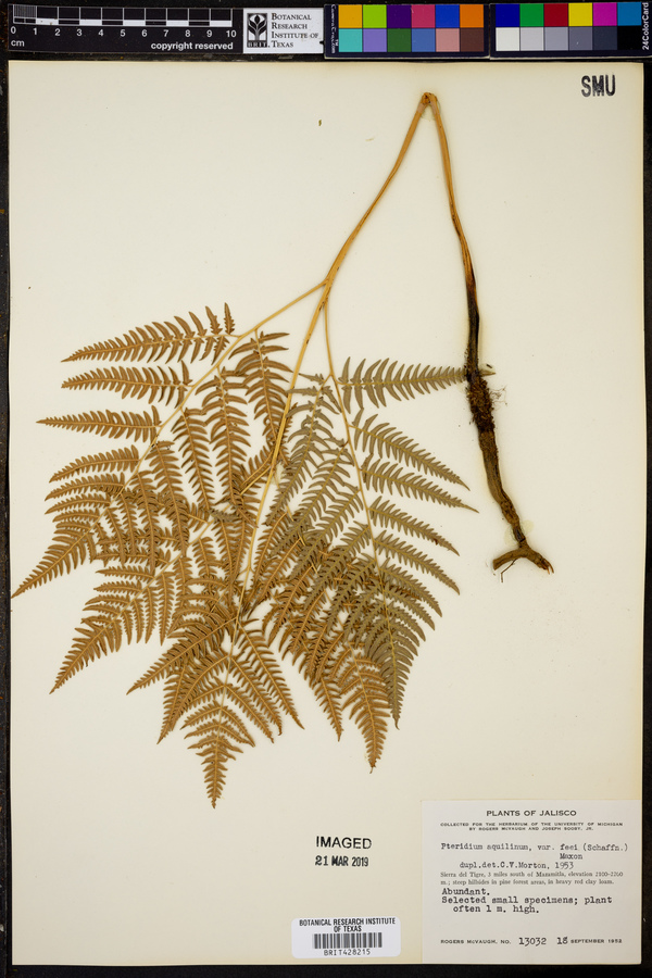 Pteridium aquilinum var. feei image