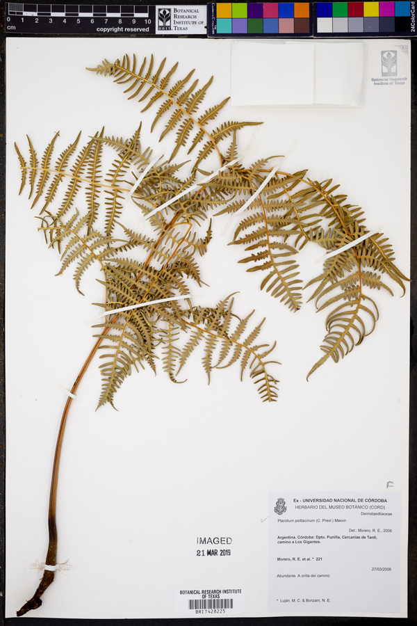 Pteridium esculentum subsp. arachnoideum image