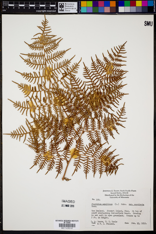 Pteridium aquilinum var. esculentum image