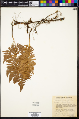 Pteridium aquilinum var. latiusculum image