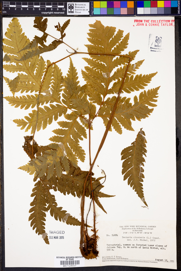 Tectaria cicutaria image