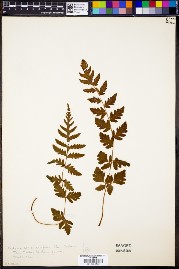 Tectaria coriandrifolia image