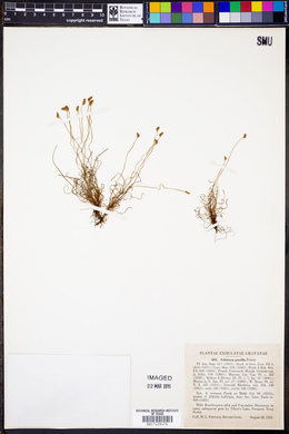 Schizaea pusilla image