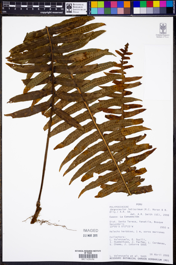 Serpocaulon latissimum image