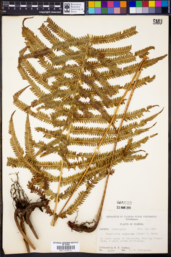 Dryopteris augescens image