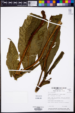 Draconopteris draconoptera image