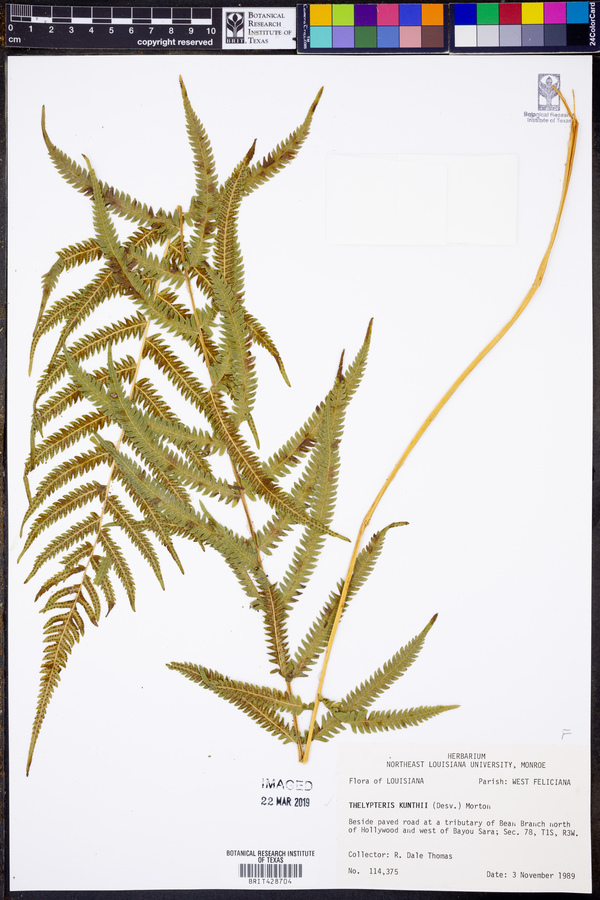 Thelypteris kunthii image