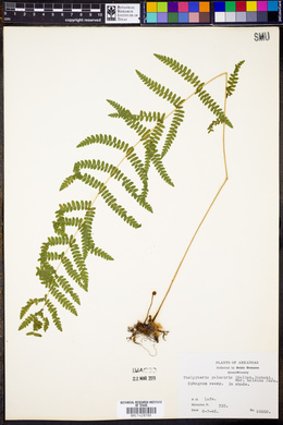 Thelypteris palustris var. haleana image