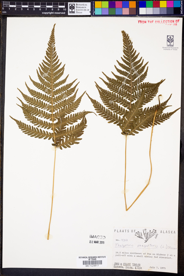 Thelypteris phegopteris image