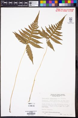 Thelypteris phegopteris image