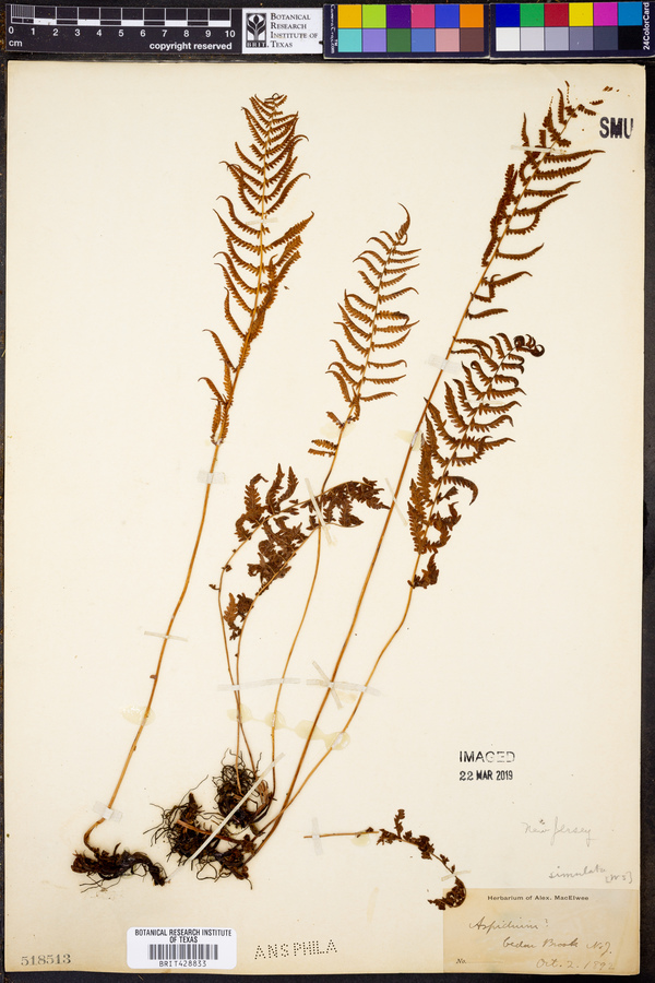 Parathelypteris simulata image