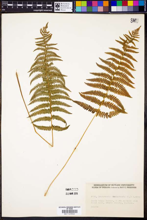 Thelypteris palustris subsp. palustris image