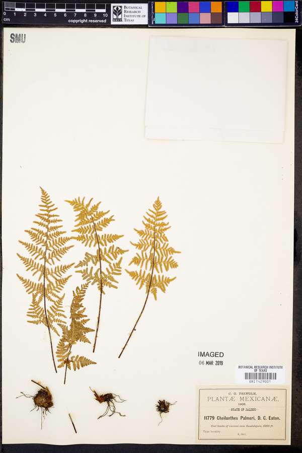 Cheilanthes palmeri image