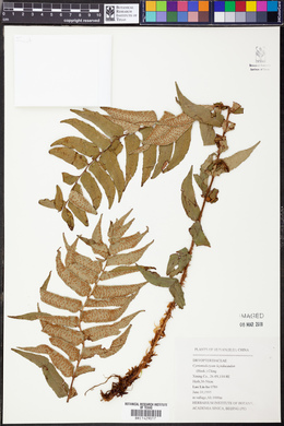 Image of Cyrtomidictyum lepidocaulon