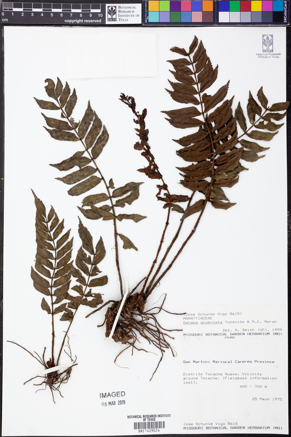 Danaea acuminata image