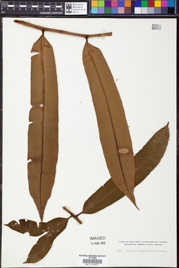 Image of Danaea grandifolia
