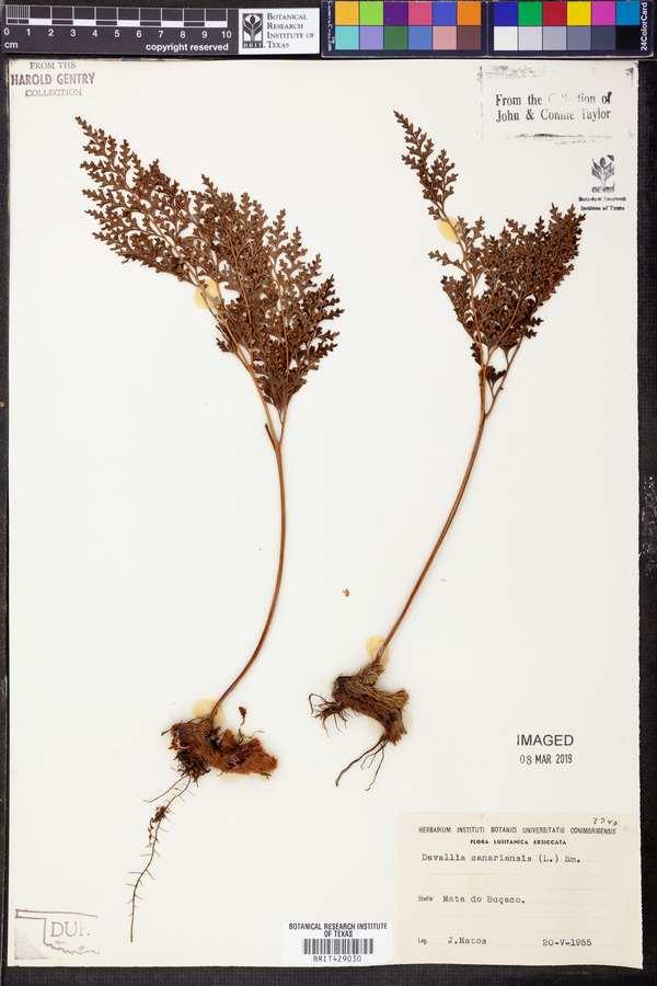 Davallia canariensis image
