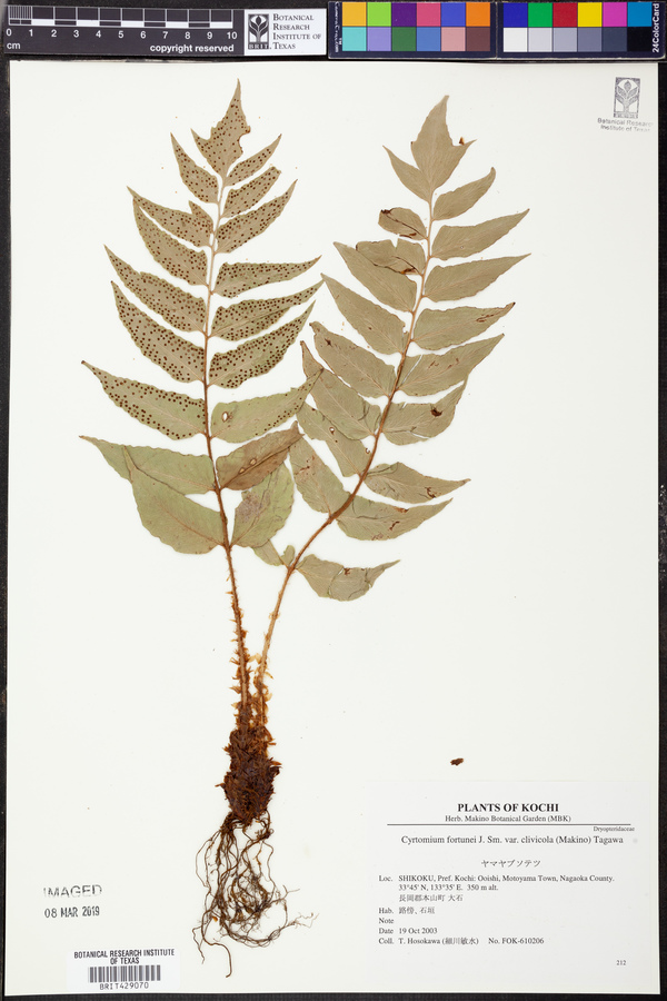 Cyrtomium fortunei var. clivicola image