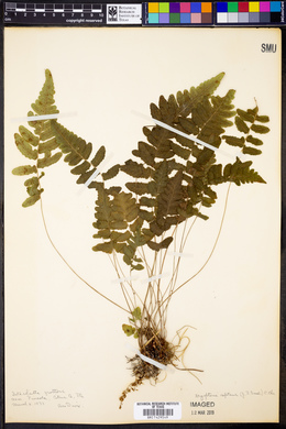 Dryopteris reptans image