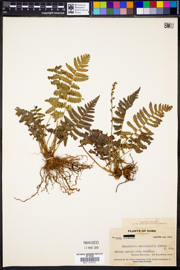 Dryopteris sclerophylla image