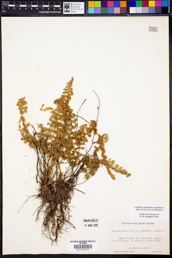 Cheilanthes vestita image