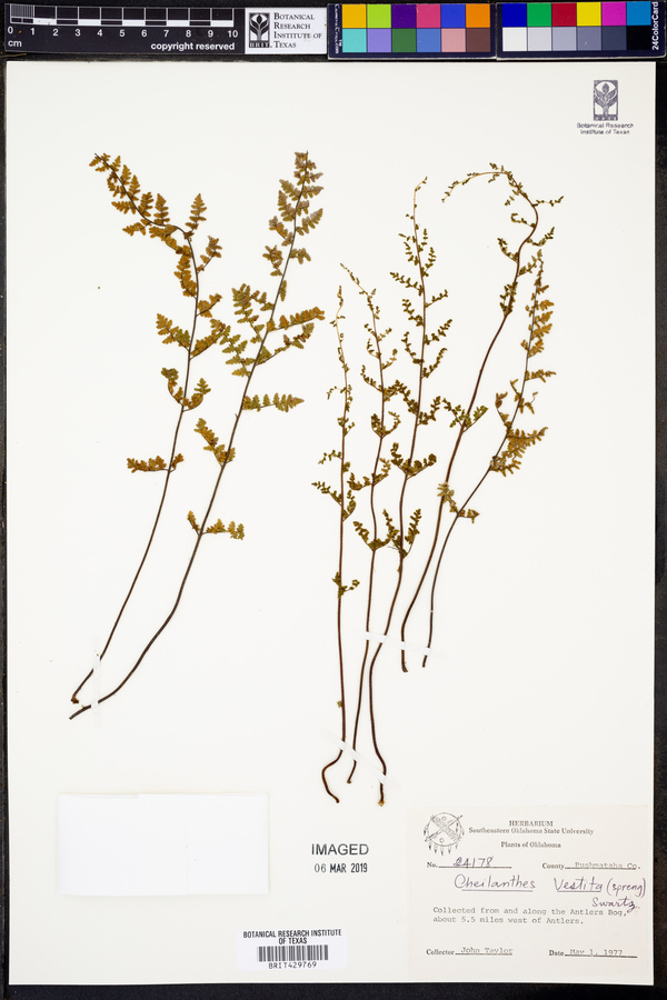 Cheilanthes vestita image