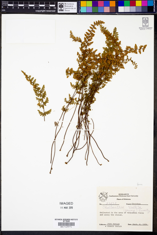 Cheilanthes vestita image