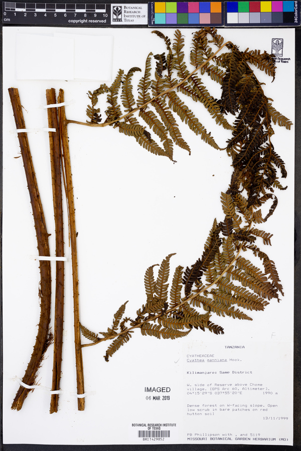 Cyathea manniana image