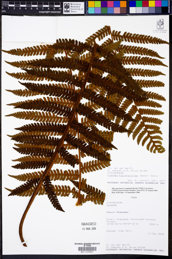 Cyathea bipinnatifida image