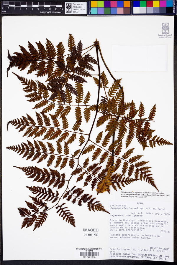 Cyathea ebenina image