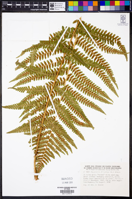 Dryopteris filix-mas image