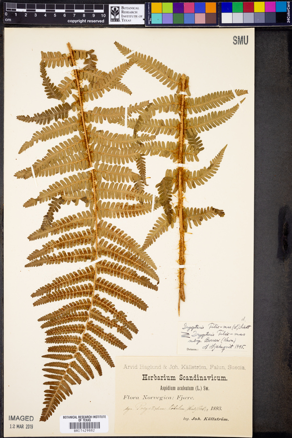 Dryopteris borreri image