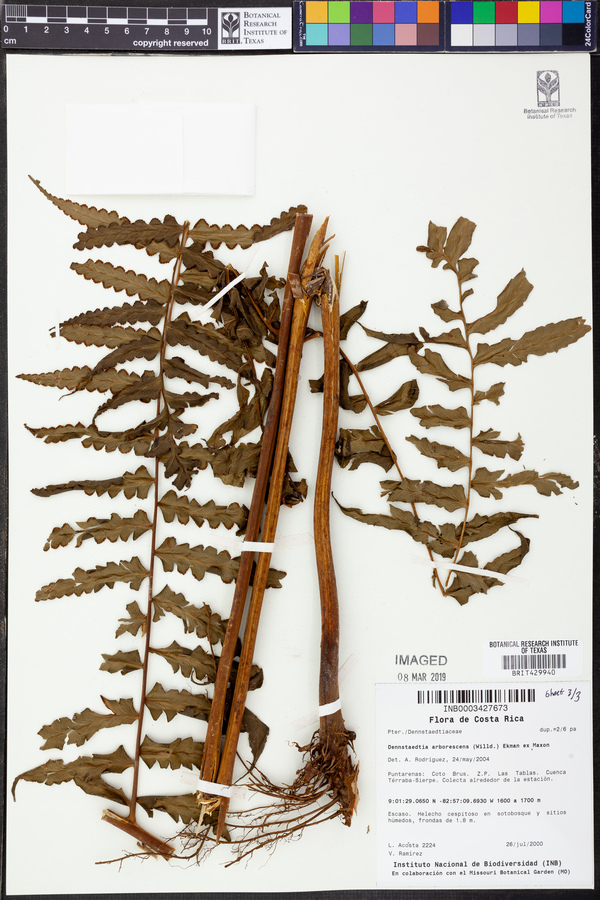 Dennstaedtia arborescens image